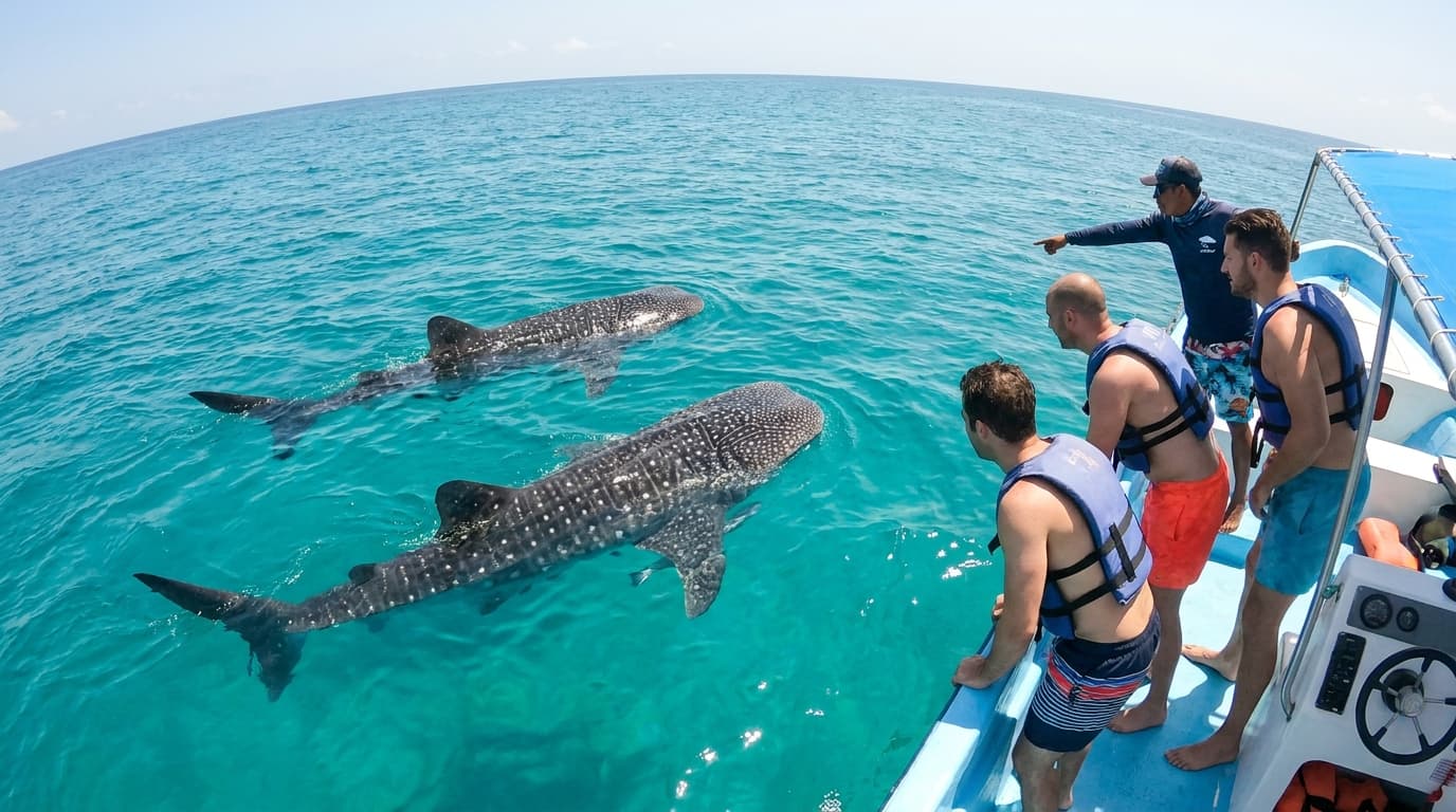Swimming with whale sharks in the Riviera Maya